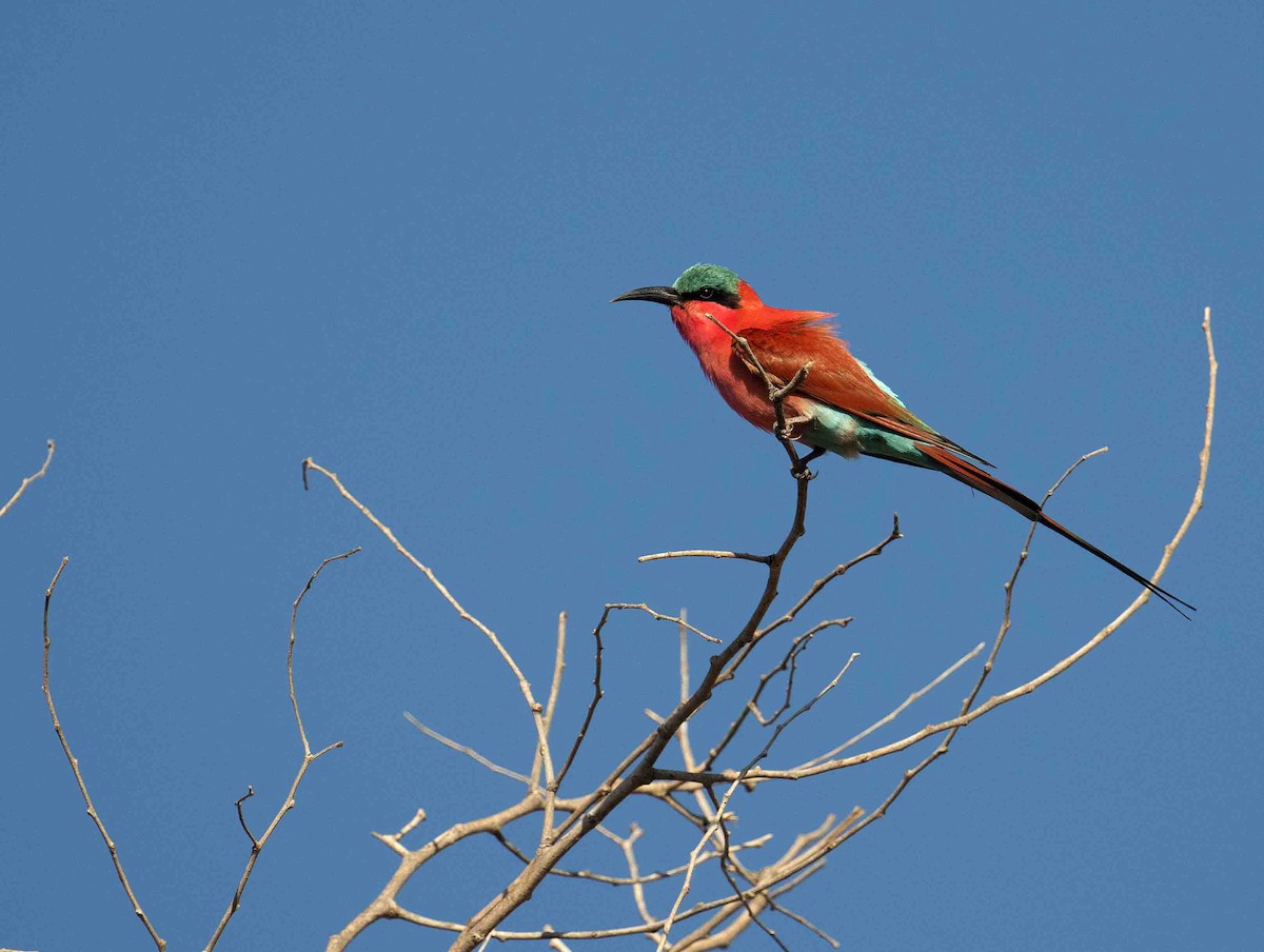 Southern Carmine Bee-eater - ML641341275