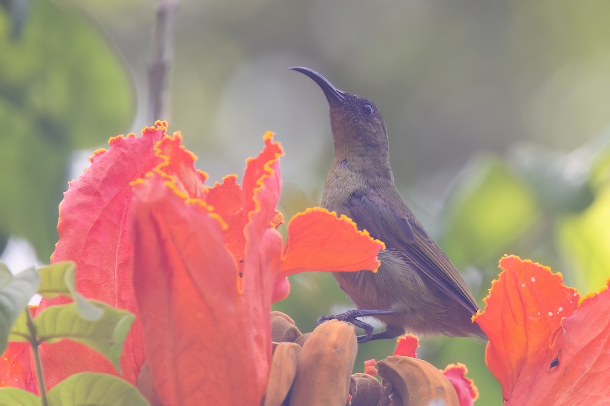Olive Sunbird - ML641341276