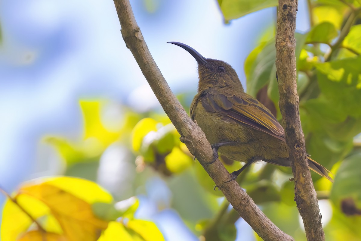 Olive Sunbird - ML641341277