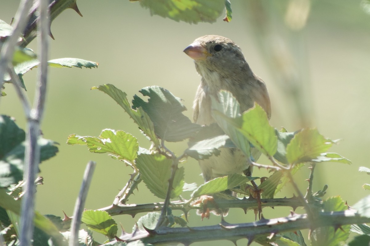 Spanish Sparrow - ML641341278