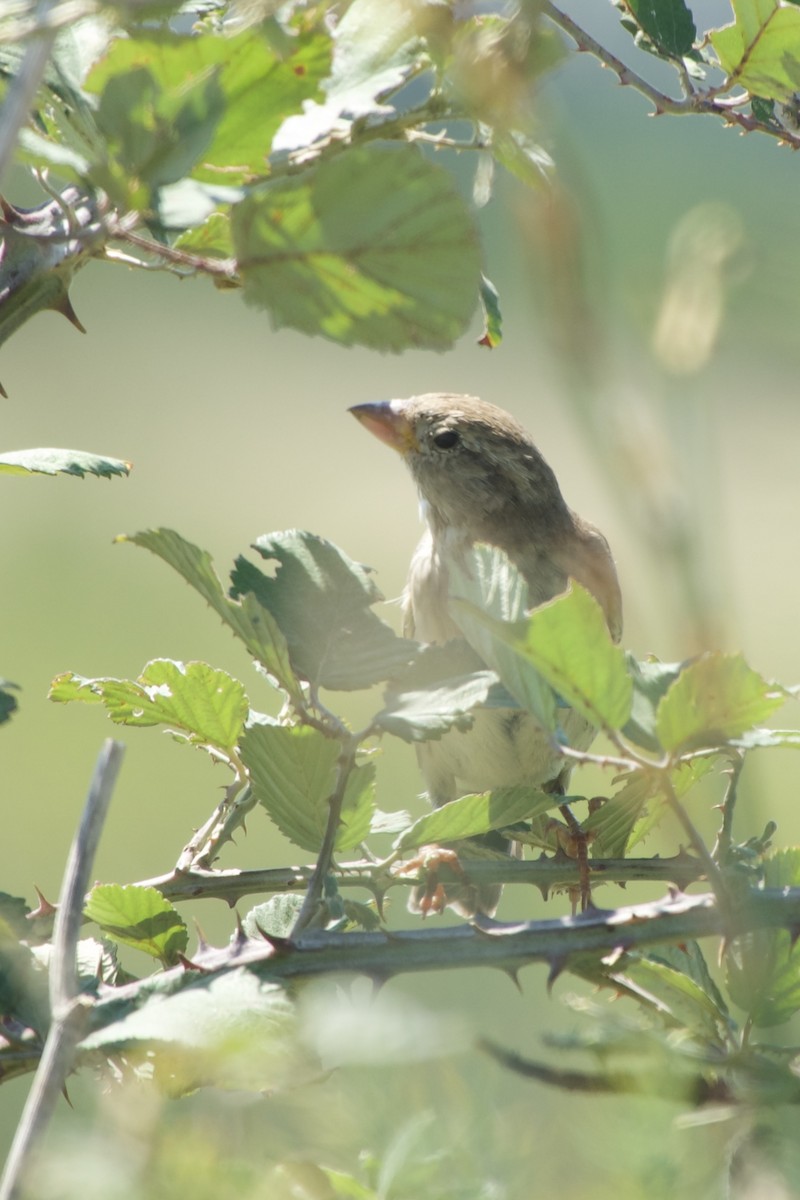 Spanish Sparrow - ML641341279
