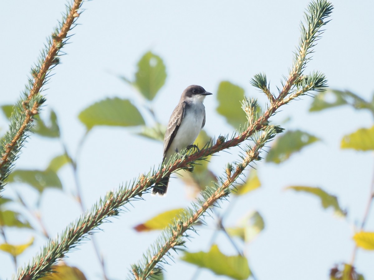 Eastern Kingbird - ML641341301