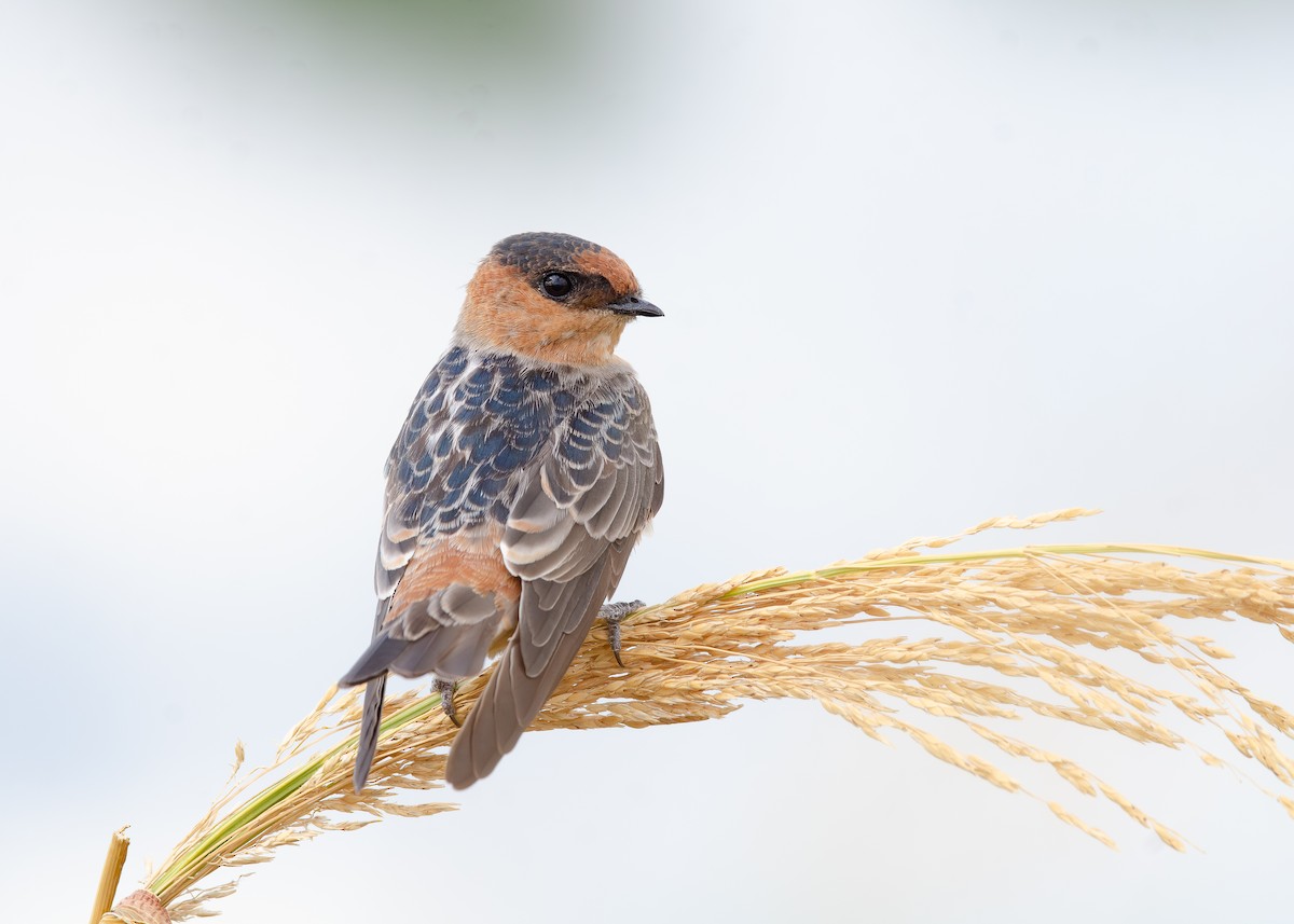 Cave Swallow - ML641341320