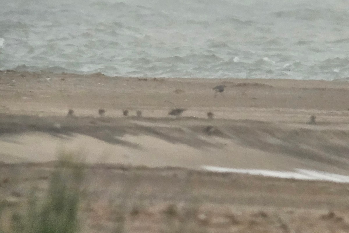 Red Knot - ML641341327