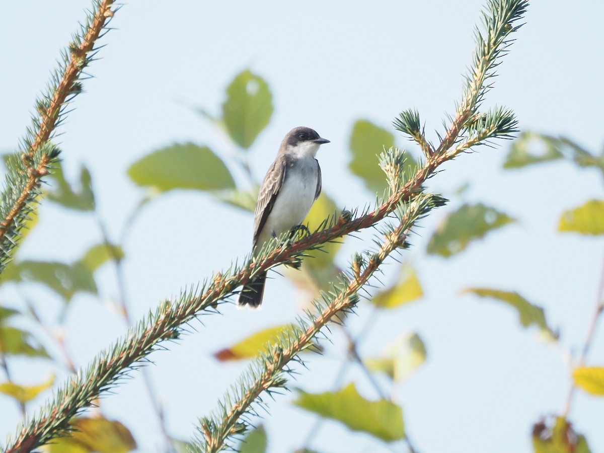 Eastern Kingbird - ML641341329