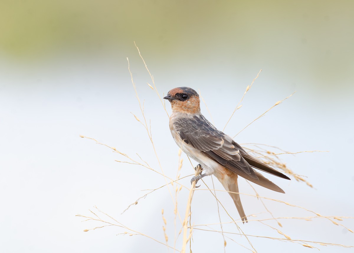 Cave Swallow - ML641341337