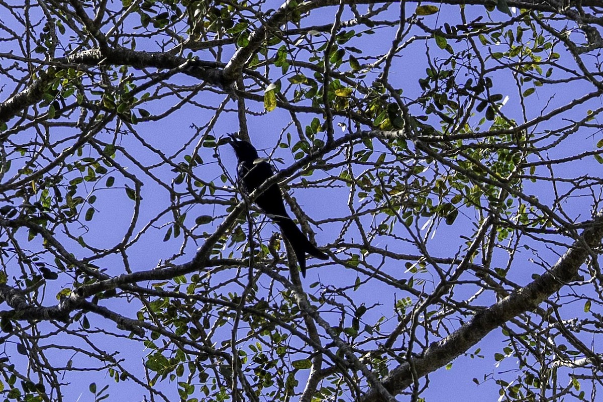 Madagaskardrongo - ML641341357