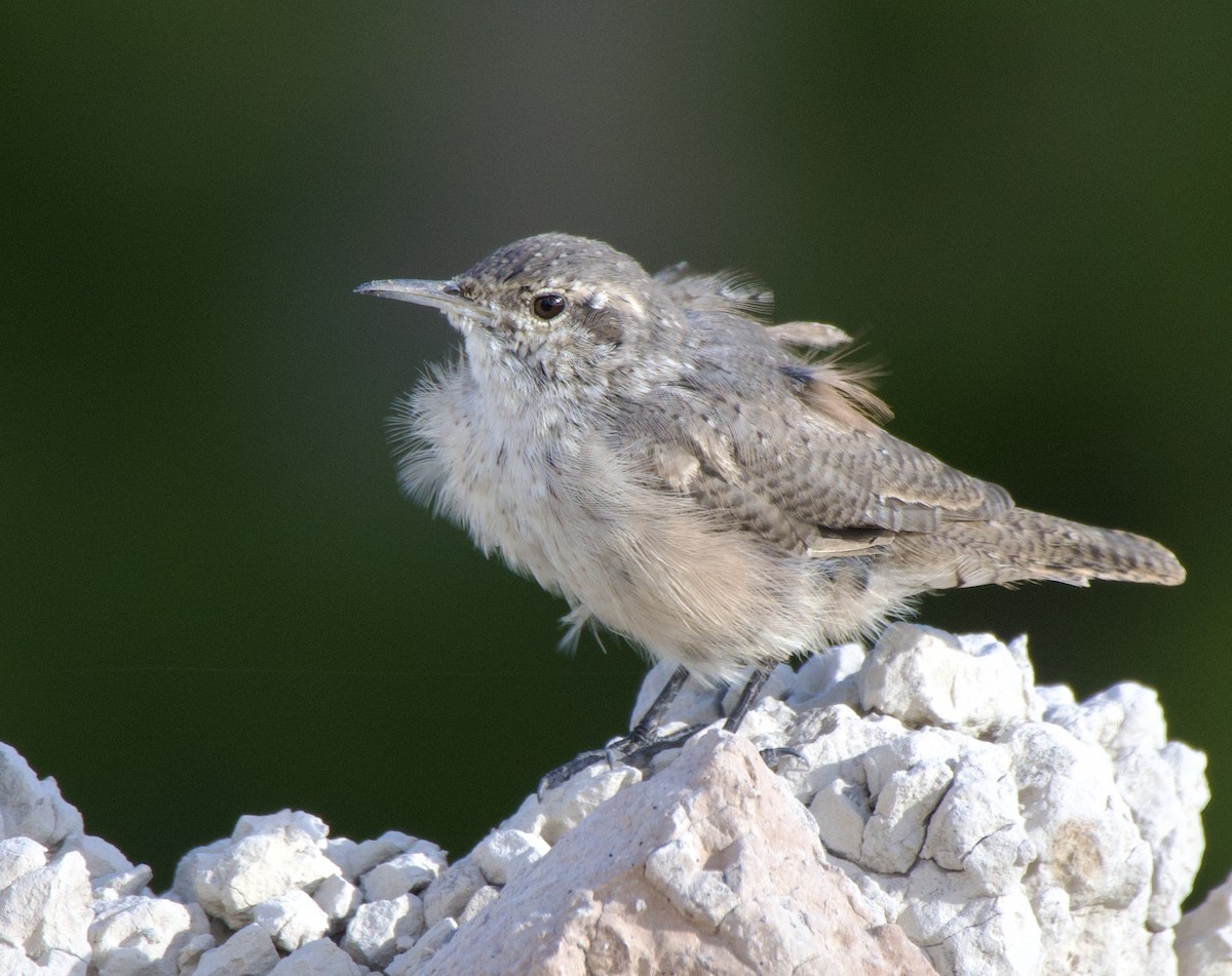 Rock Wren - ML641341368