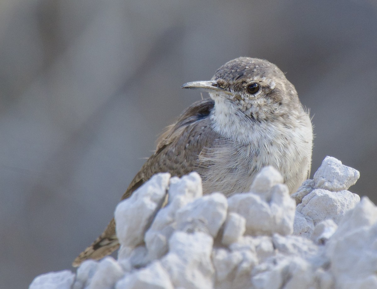Rock Wren - ML641341369