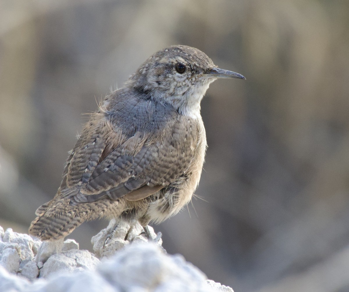 Rock Wren - ML641341370