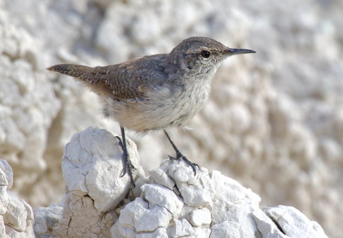 Rock Wren - ML641341371