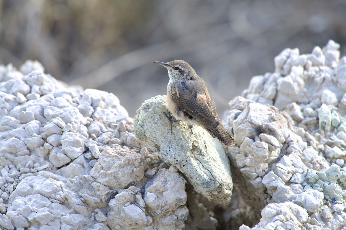 Rock Wren - ML641341372