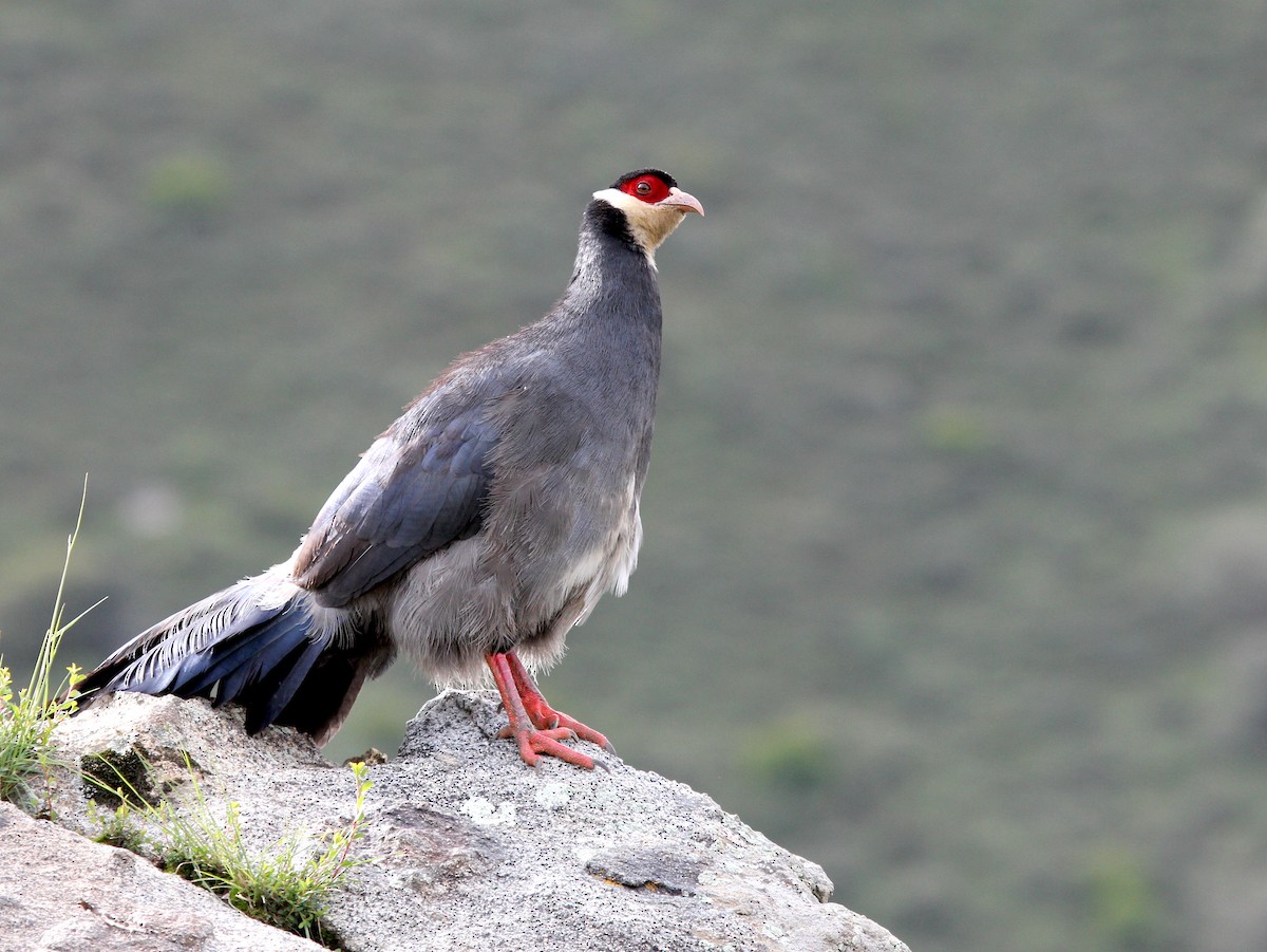 Tibetan Eared-Pheasant - ML641341383