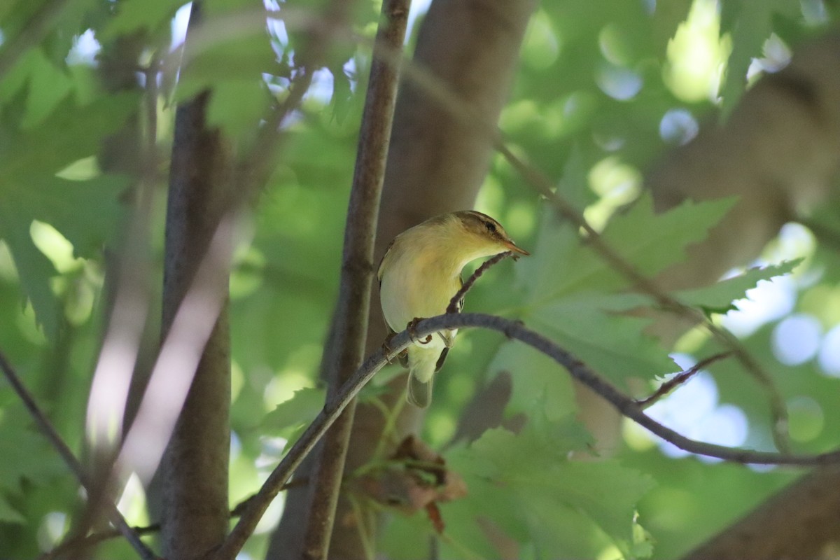 Willow Warbler - ML641341417
