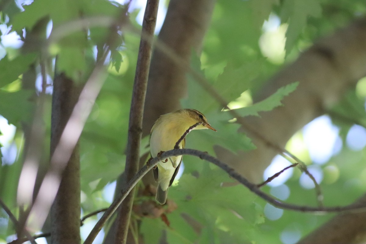 Willow Warbler - ML641341419