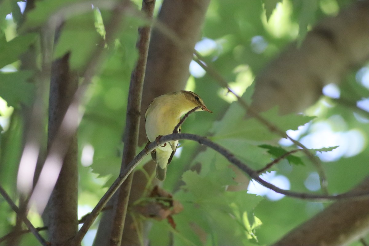 Willow Warbler - ML641341420