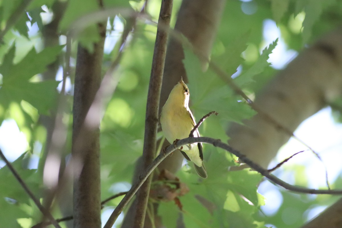 Willow Warbler - ML641341422