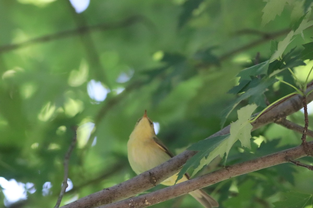 Willow Warbler - ML641341423