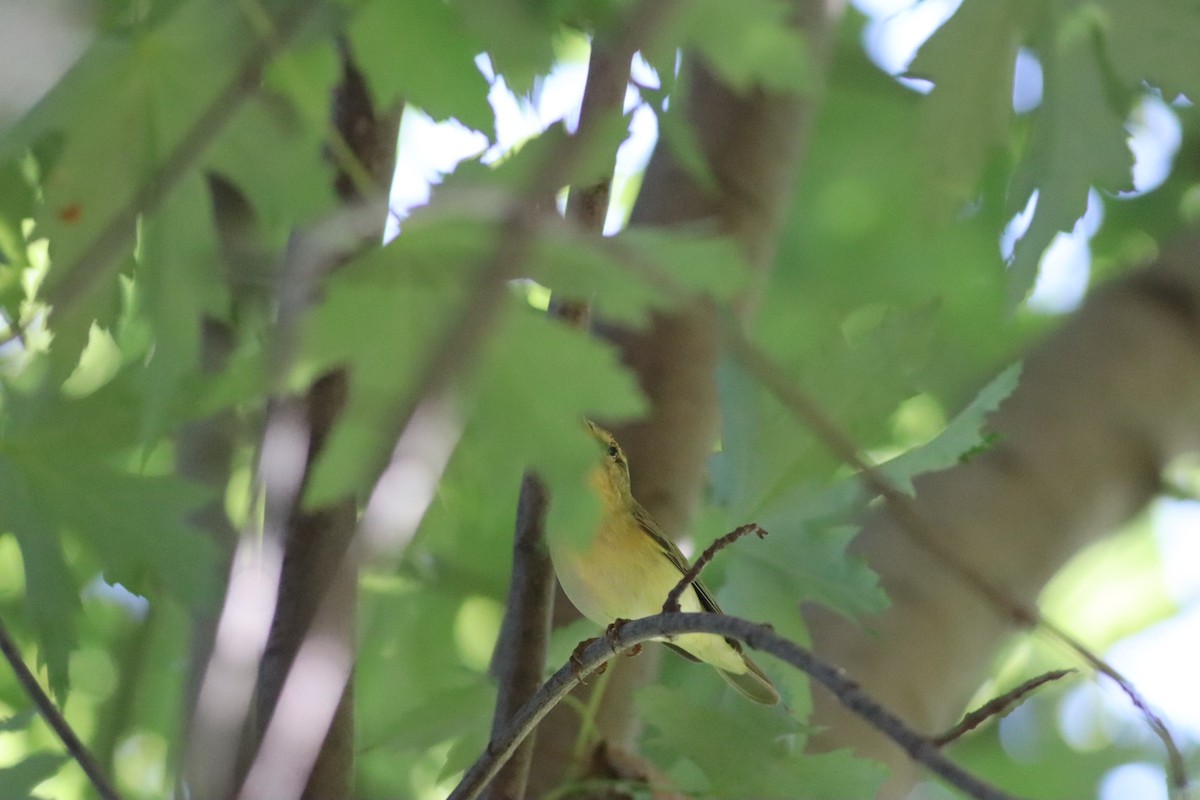 Willow Warbler - ML641341428