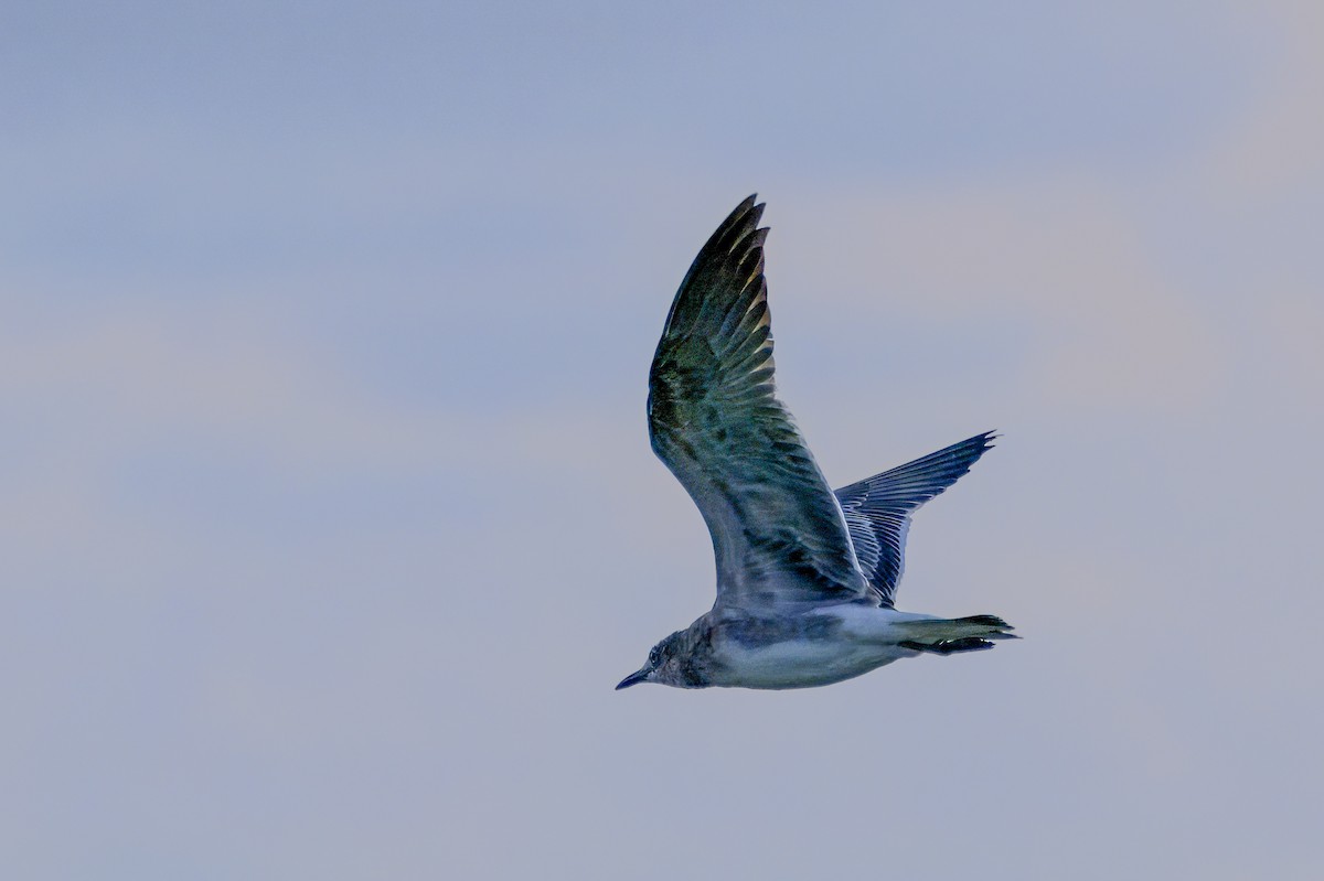 Laughing Gull - ML641341432