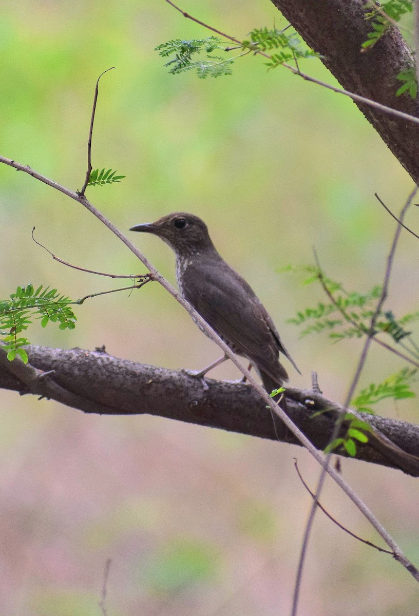 Blue-capped Rock-Thrush - ML641341447