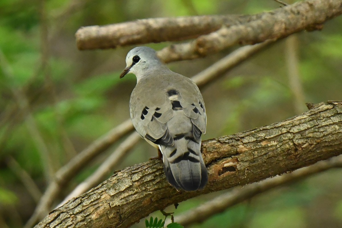 Black-billed Wood-Dove - ML641341514