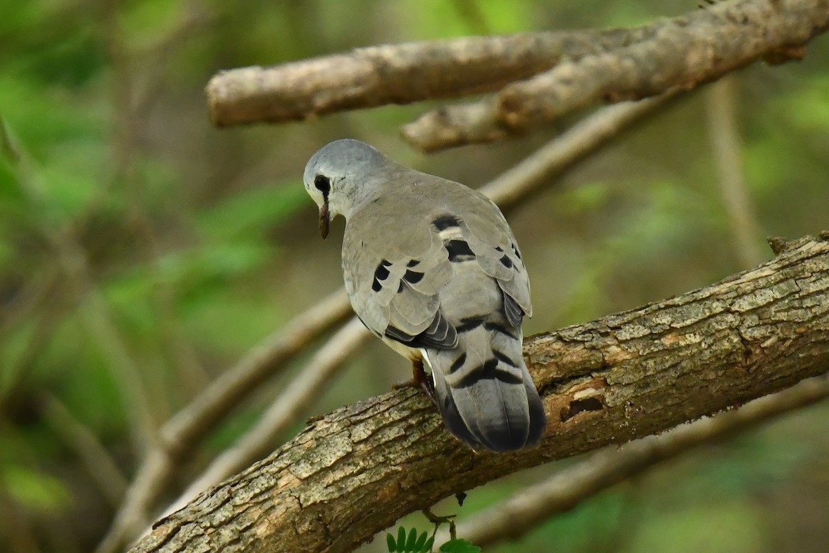 Black-billed Wood-Dove - ML641341515