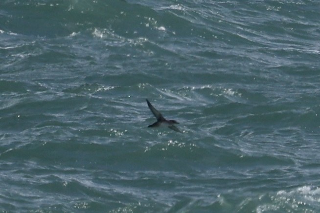 Balearic Shearwater - ML641341517