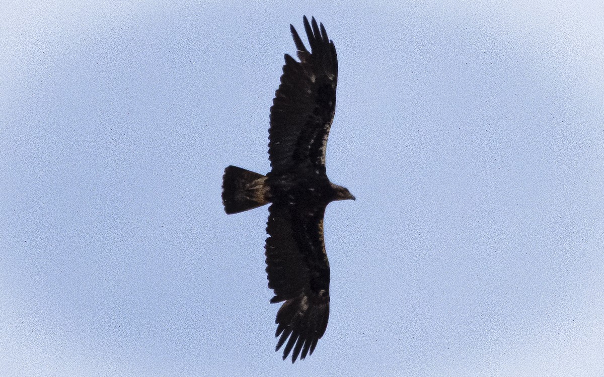 Spanish Eagle - ML641341566