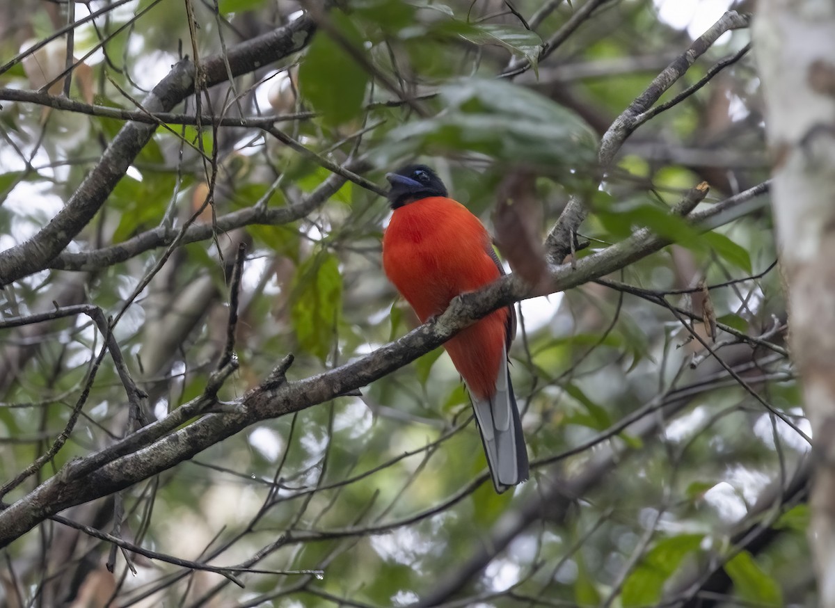 Rotbürzeltrogon - ML641341666