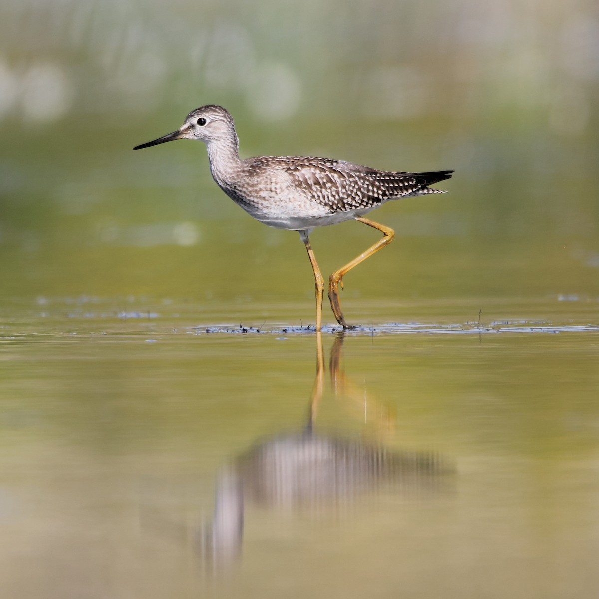 小黃腳鷸 - ML641341669