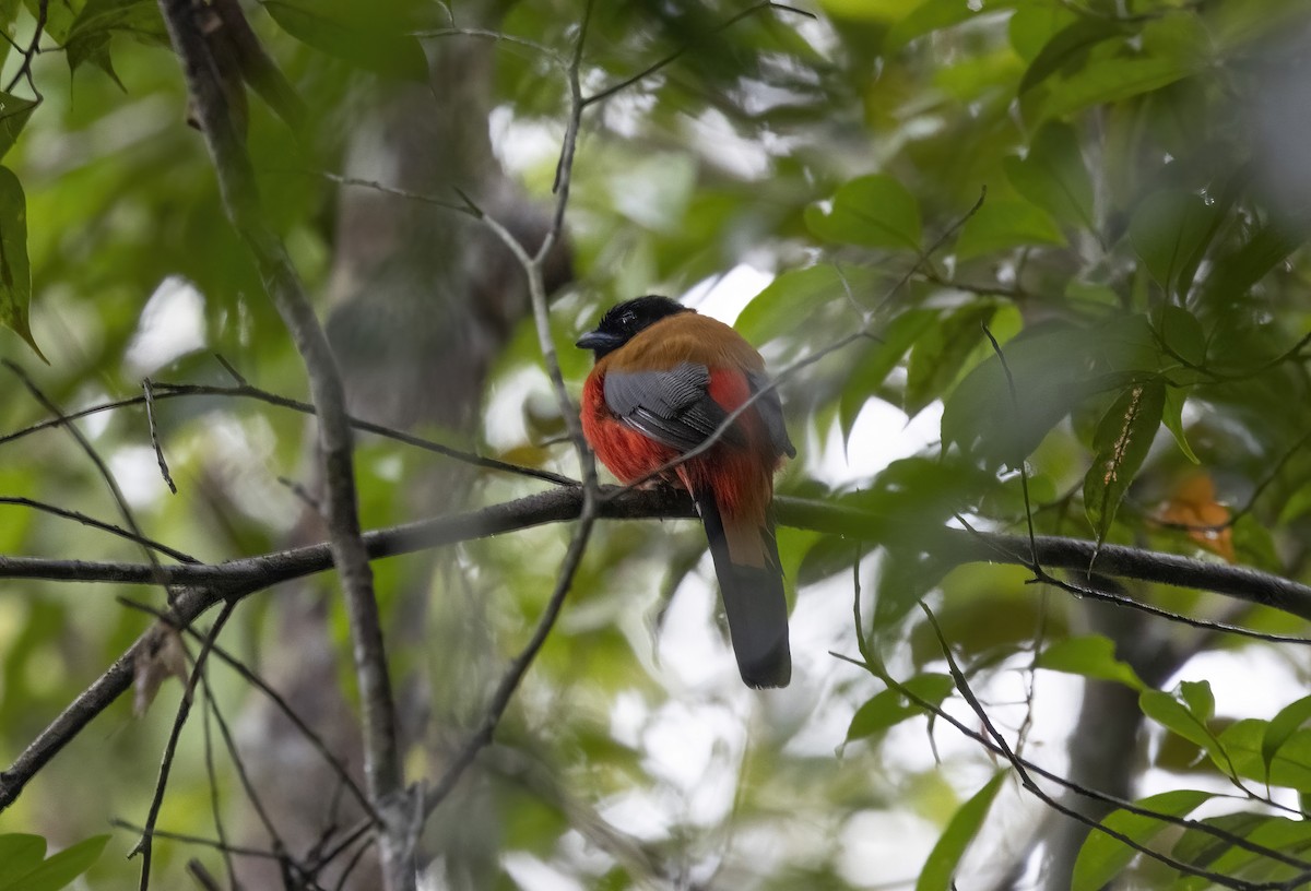 Rotbürzeltrogon - ML641341672