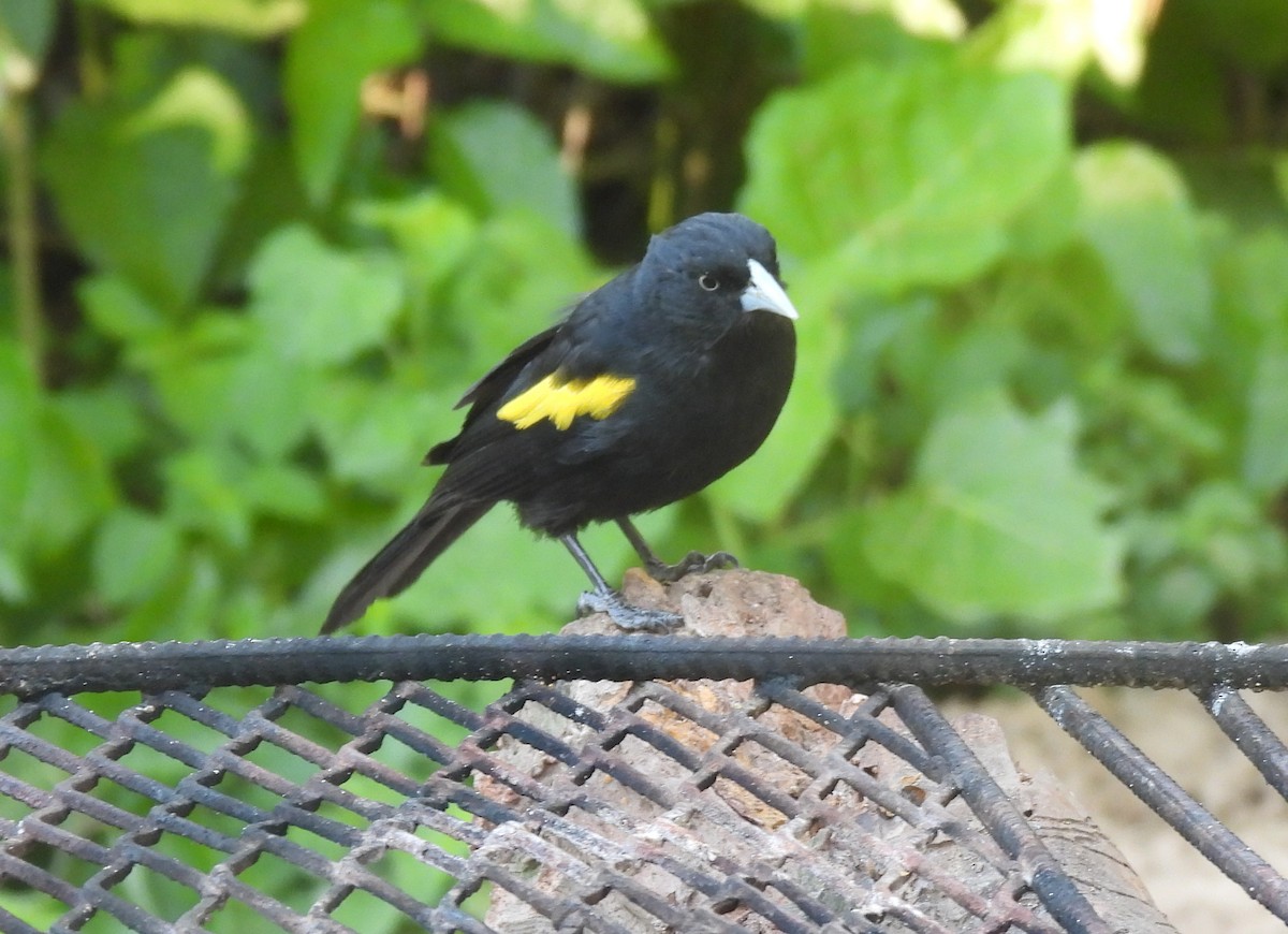 Golden-winged Cacique - ML641341698