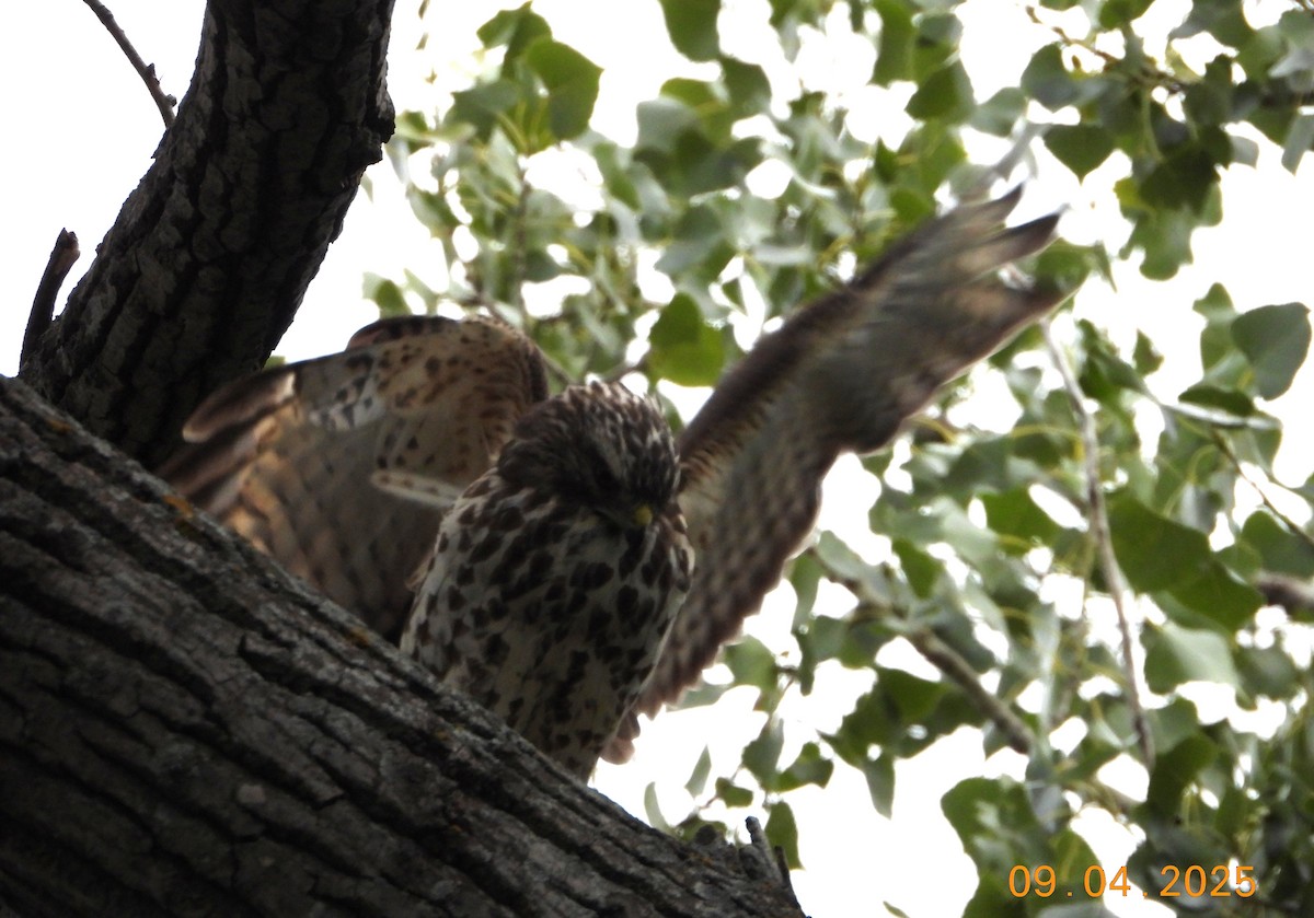 Red-shouldered Hawk - ML641341710