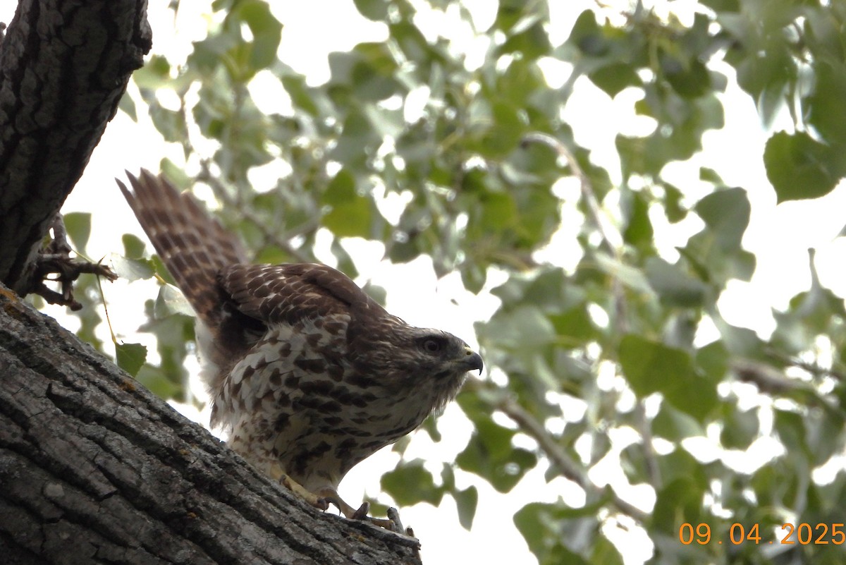 Red-shouldered Hawk - ML641341711