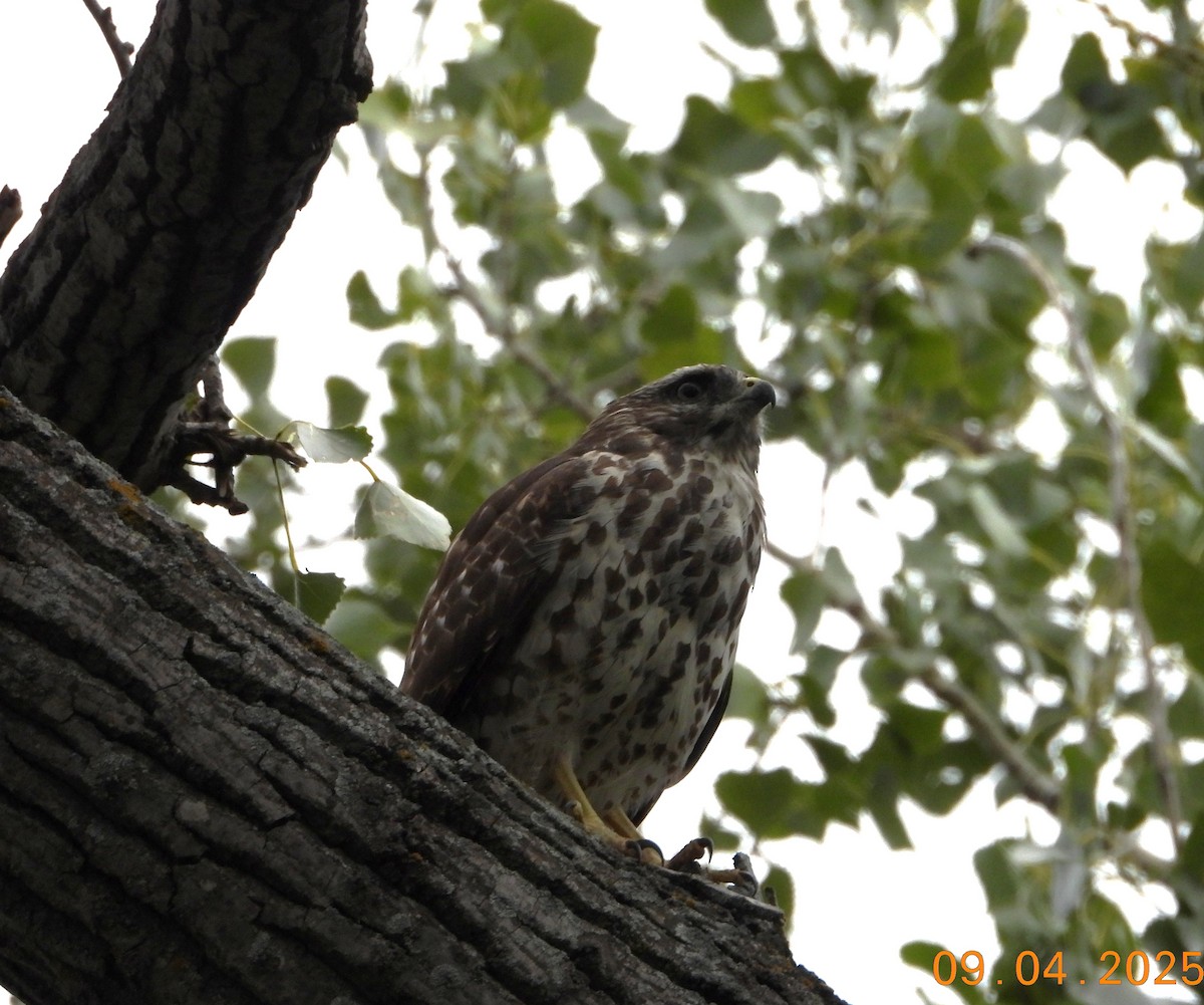 Red-shouldered Hawk - ML641341712