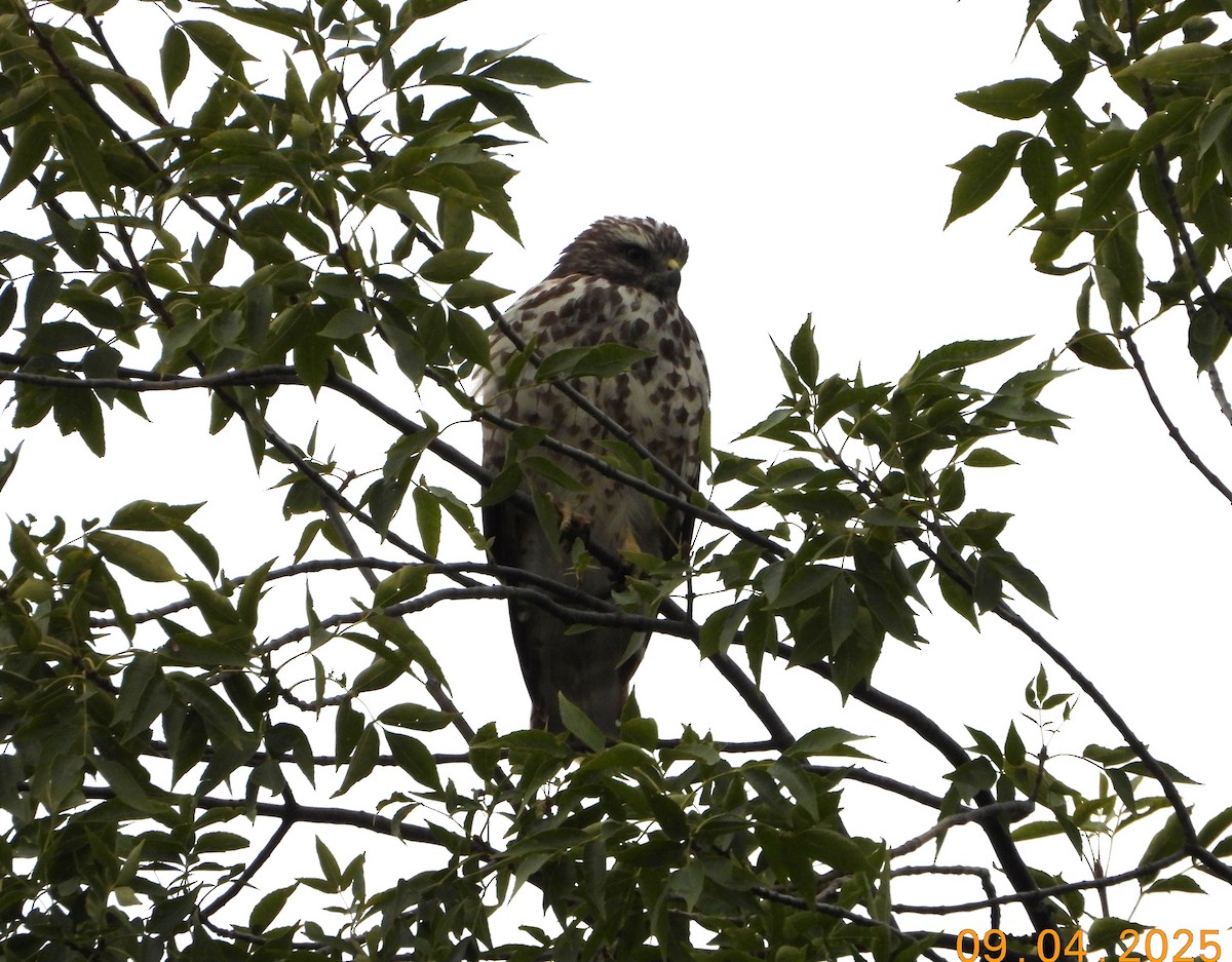 Red-shouldered Hawk - ML641341713