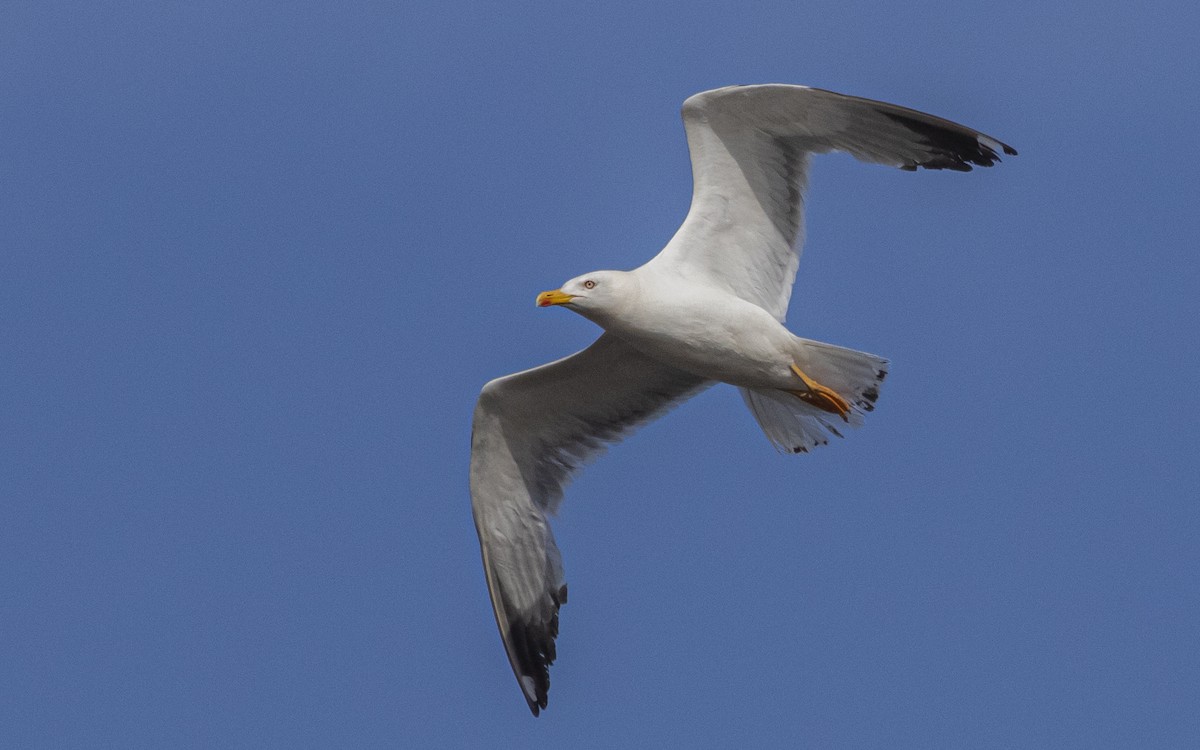 Yellow-legged Gull - ML641341723