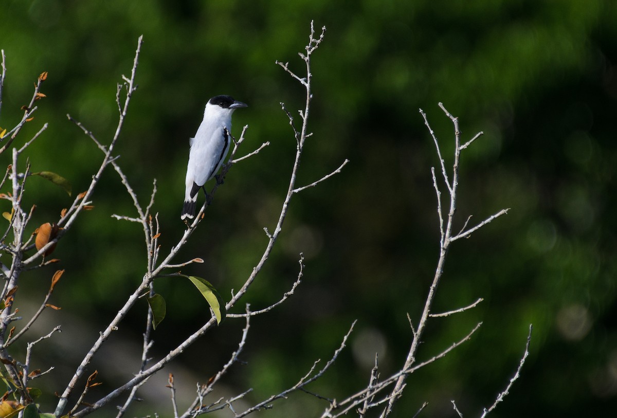 Black-crowned Tityra - ML641341726