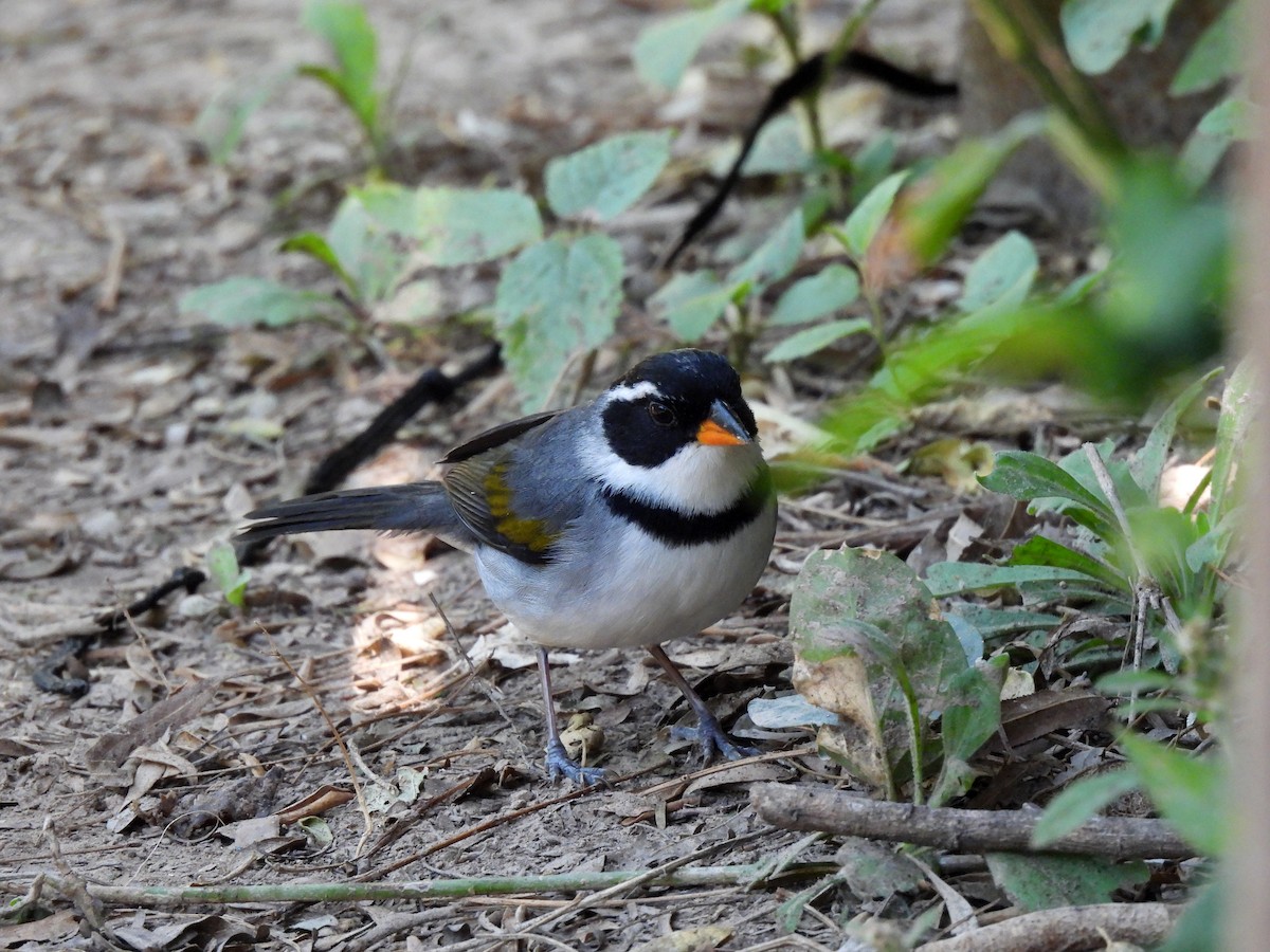 Saffron-billed Sparrow - ML641341753