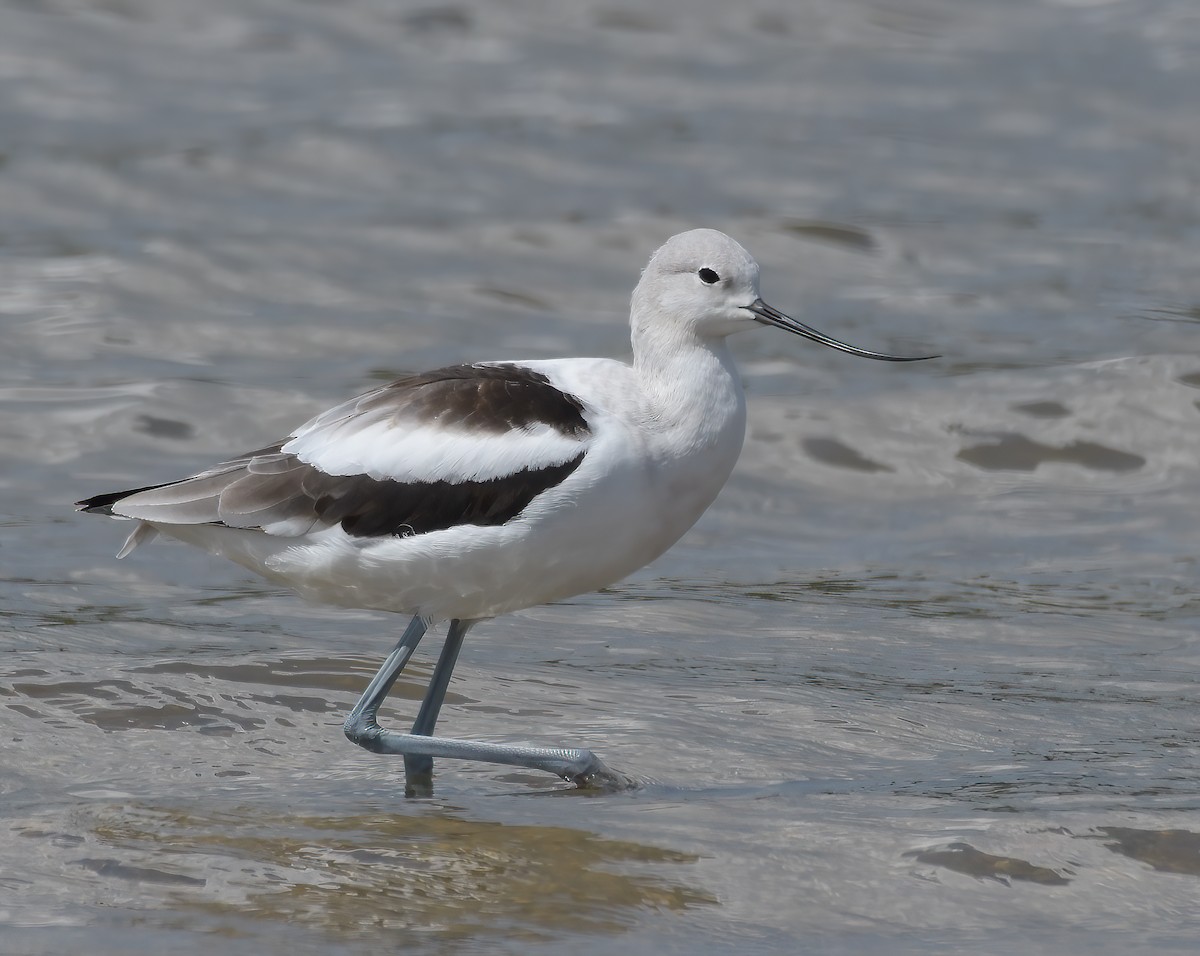 American Avocet - ML641341779