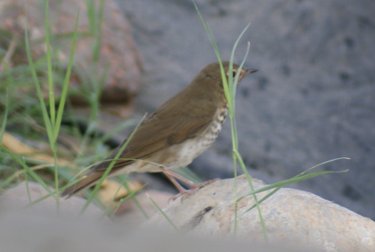 Tordo di Swainson - ML641341805