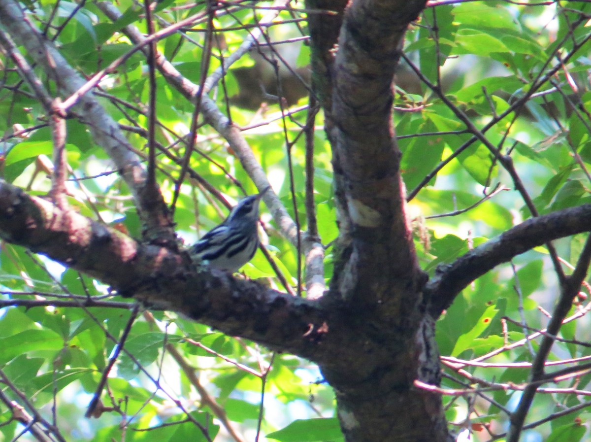 Black-and-white Warbler - ML641341813