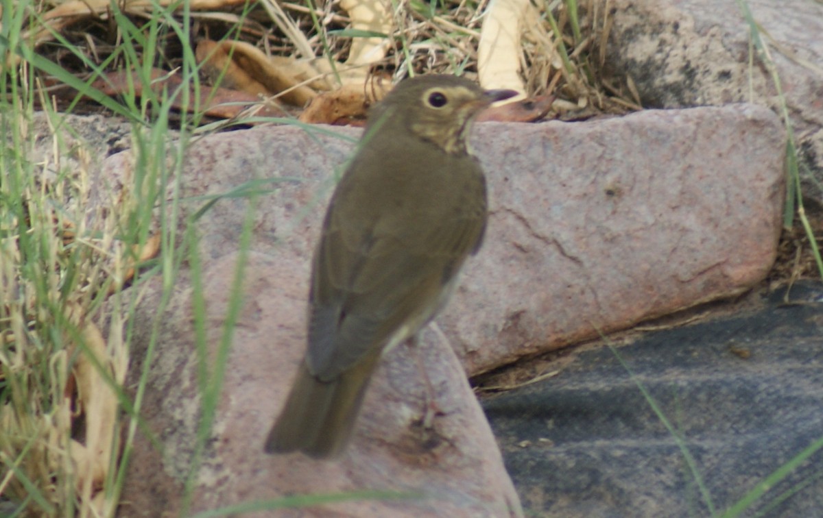 Tordo di Swainson - ML641341818