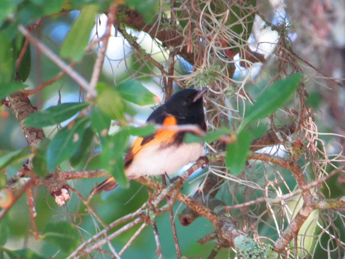American Redstart - ML641341819