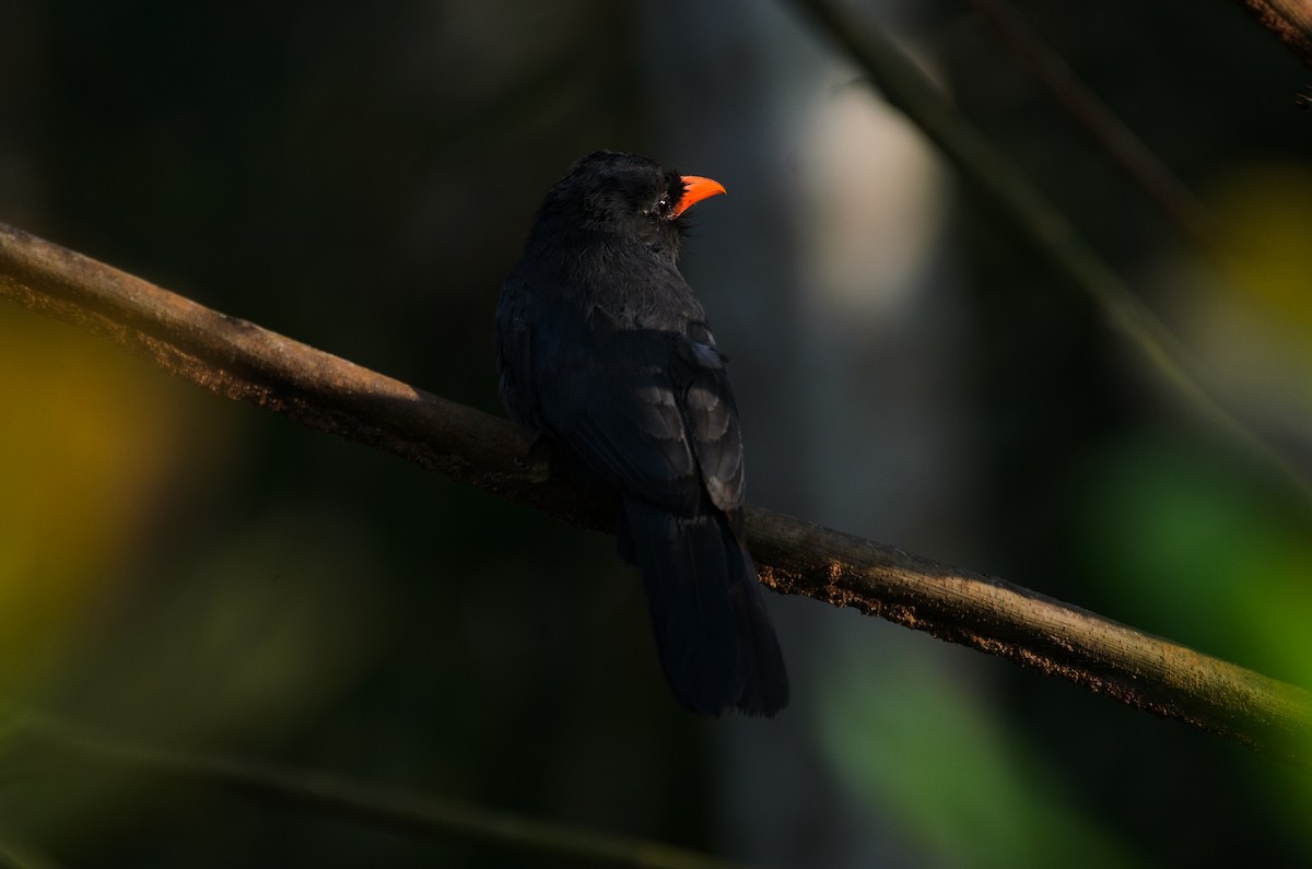 Black-fronted Nunbird - ML641341830