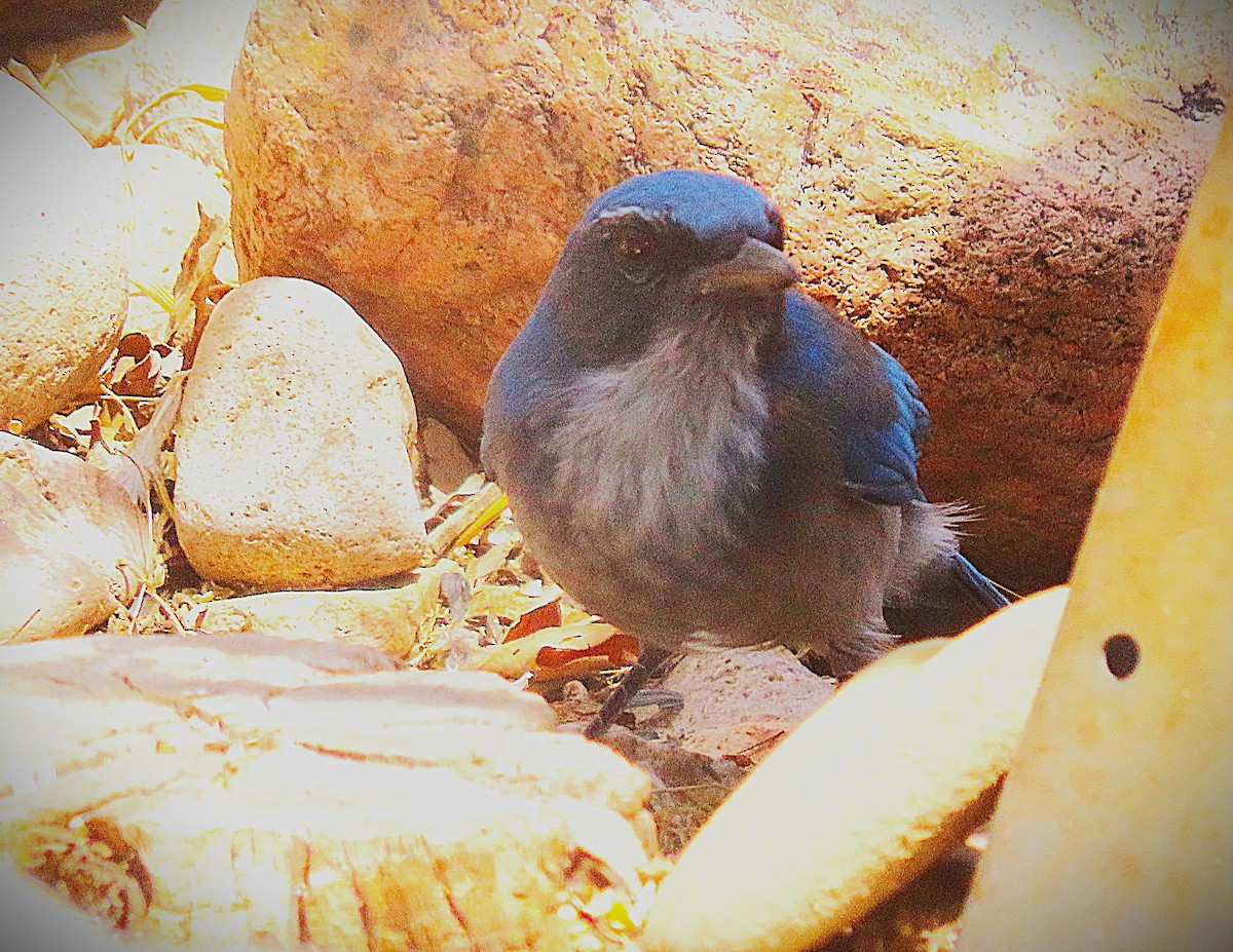 Woodhouse's Scrub-Jay - ML641341831