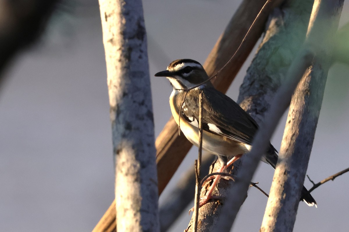 Bearded Scrub-Robin - ML641341848