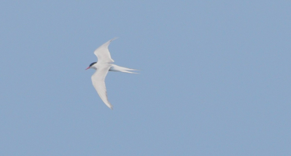 rybák dlouhoocasý - ML641341858