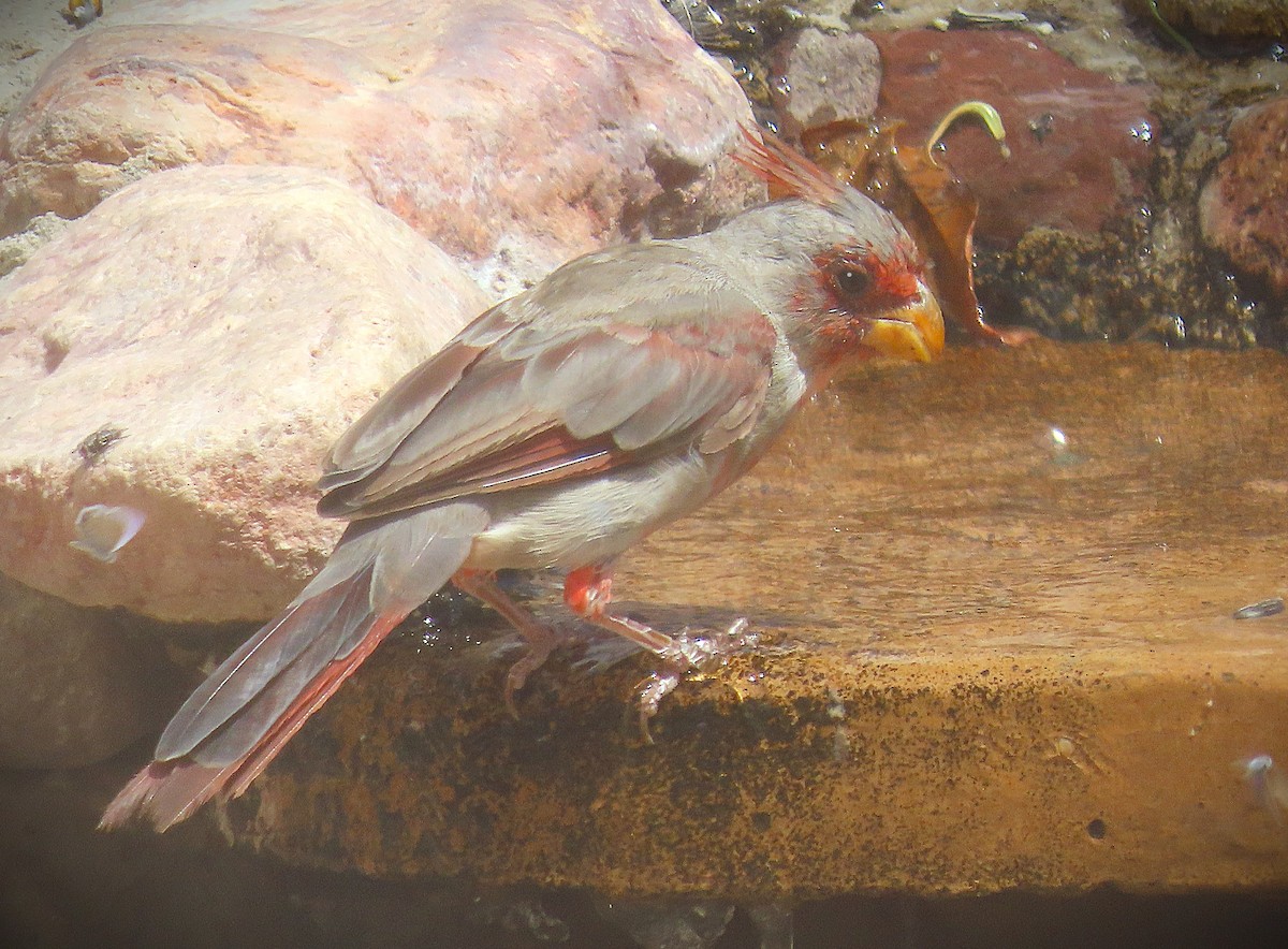 Pyrrhuloxia - ML641341865